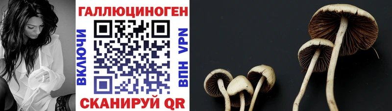 Галлюциногенные грибы GOLDEN TEACHER  Купить где  Алексеевка 